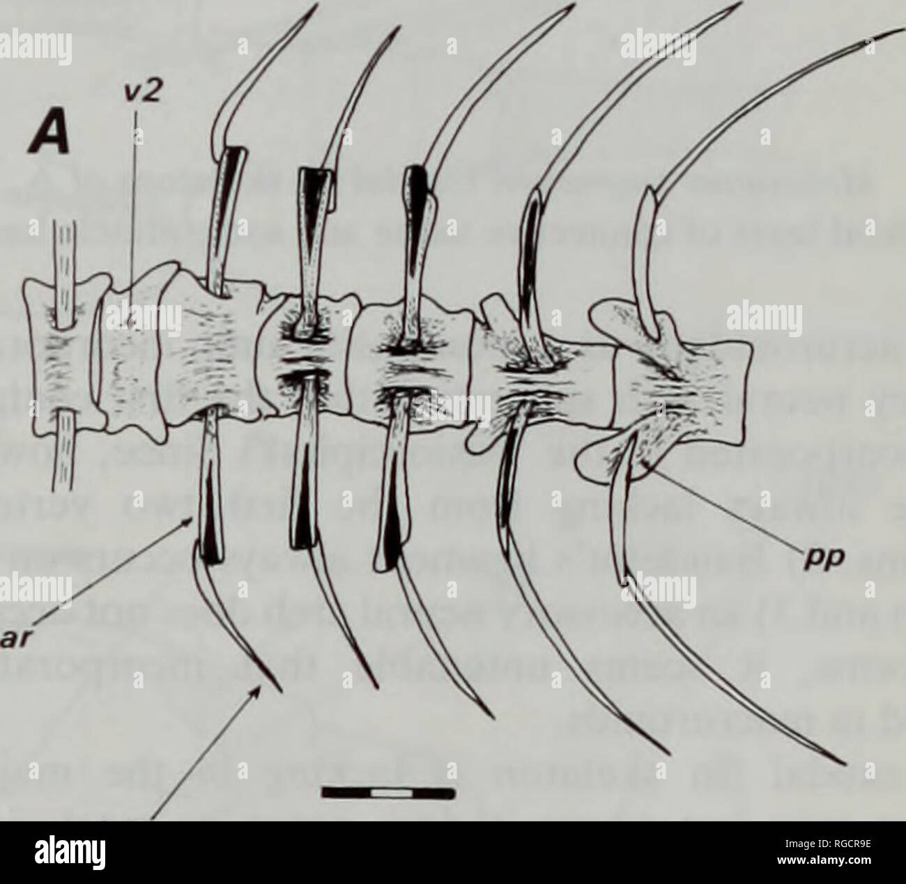 . Bulletin of the Natural History Museum Zoology. ANATOMY OF THE ...