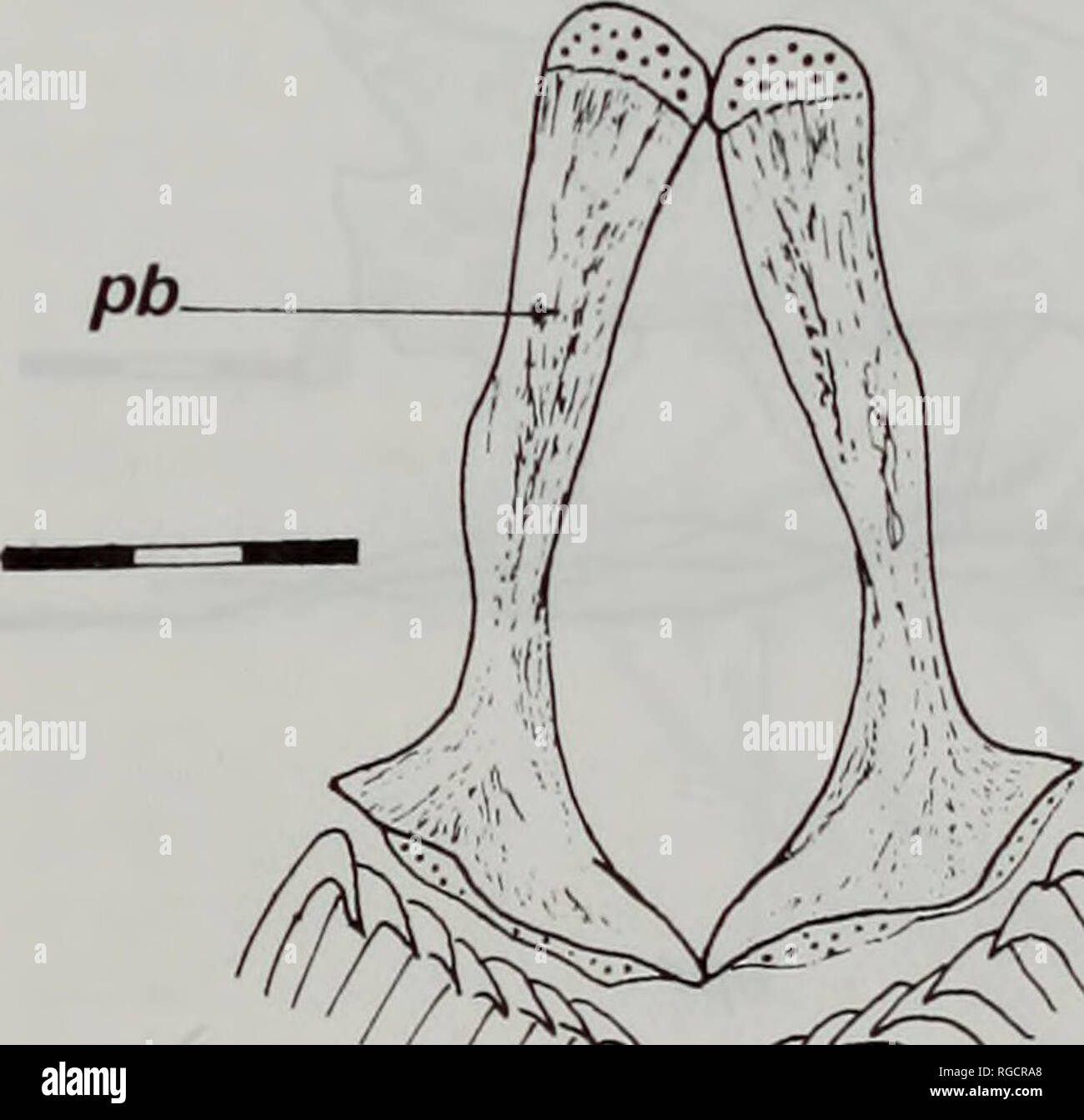 Medial View High Resolution Stock Photography And Images Alamy