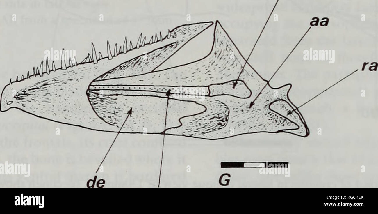 . Bulletin of the Natural History Museum Zoology. i^riWM^,^iHim'twr ...