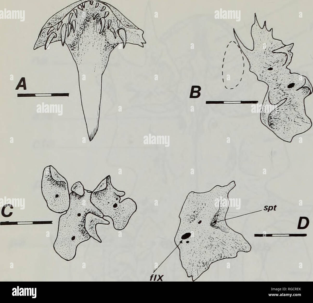 . Bulletin of the Natural History Museum Zoology. 18 G.J. HOWES. Fig. 6 ...