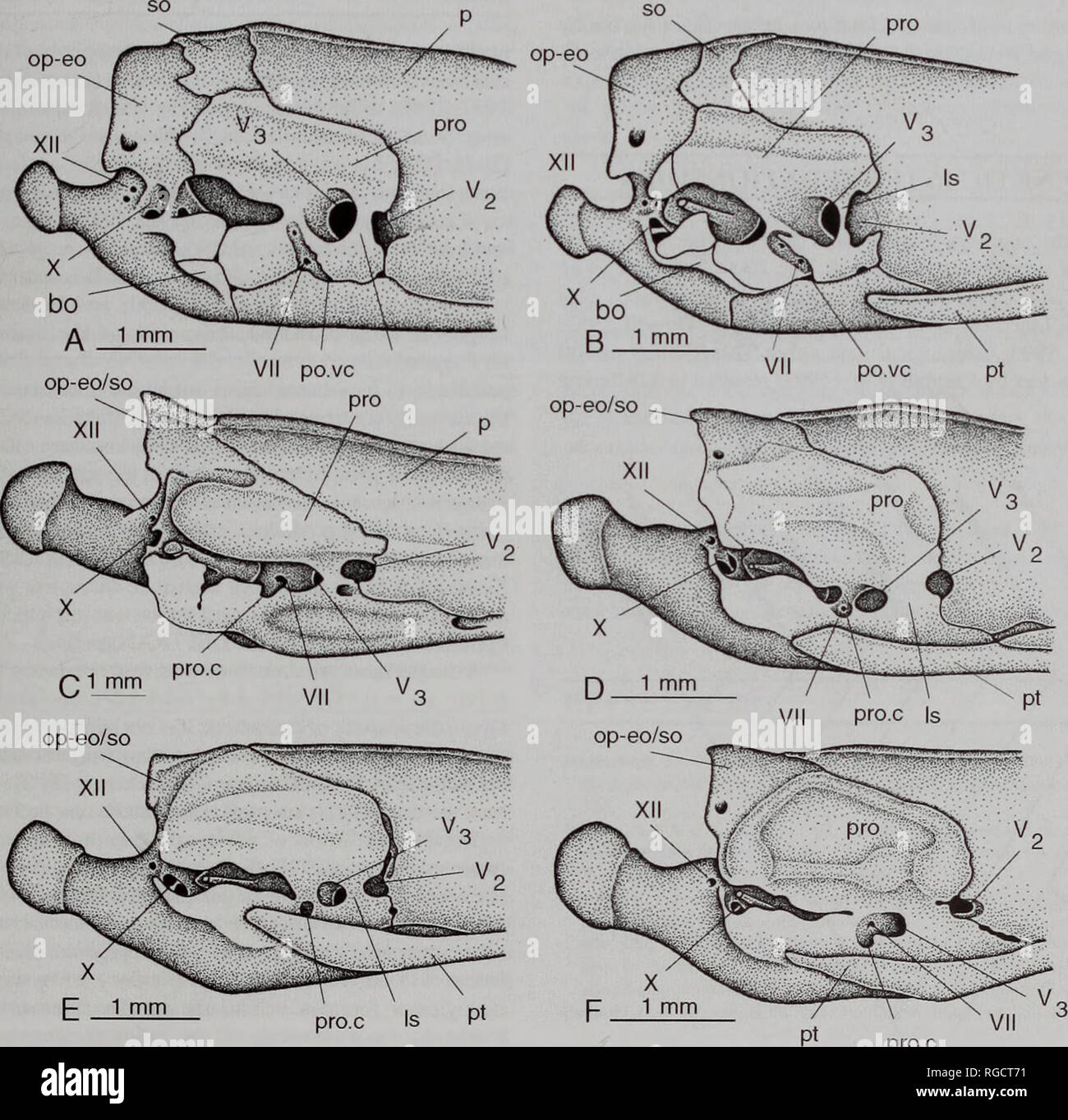 . Bulletin of the Natural History Museum Zoology. A 1 rnm R 1 mm 01 mnV Fig. 5 A-C The otico-occipital region of uropeltine snakes in dorsal views. A, Melanophidium wynaudense (BMNH 1930.5.8.124): B, Uropeltis woodmansoni (BMNH 1930.5.8.73); C, Pseudotyphlopsphilippinus (BMNH 1978.1092). op-eo. Fig. 6 A-F The otico-occipital region of uropeltine snakes in right lateral views. A, Melanophidium punctatum (BMNH 1930.5.8.119); B, Melanophidium wynaudense (BMNH 1930.5.8.124); C, Pseudotyphlops philippinus (BMNH 1978.1092); D, Uropeltis woodmansoni (BMNH 1930.5.8.73); E, Rhinophis drummondhayi (BMNH Stock Photo