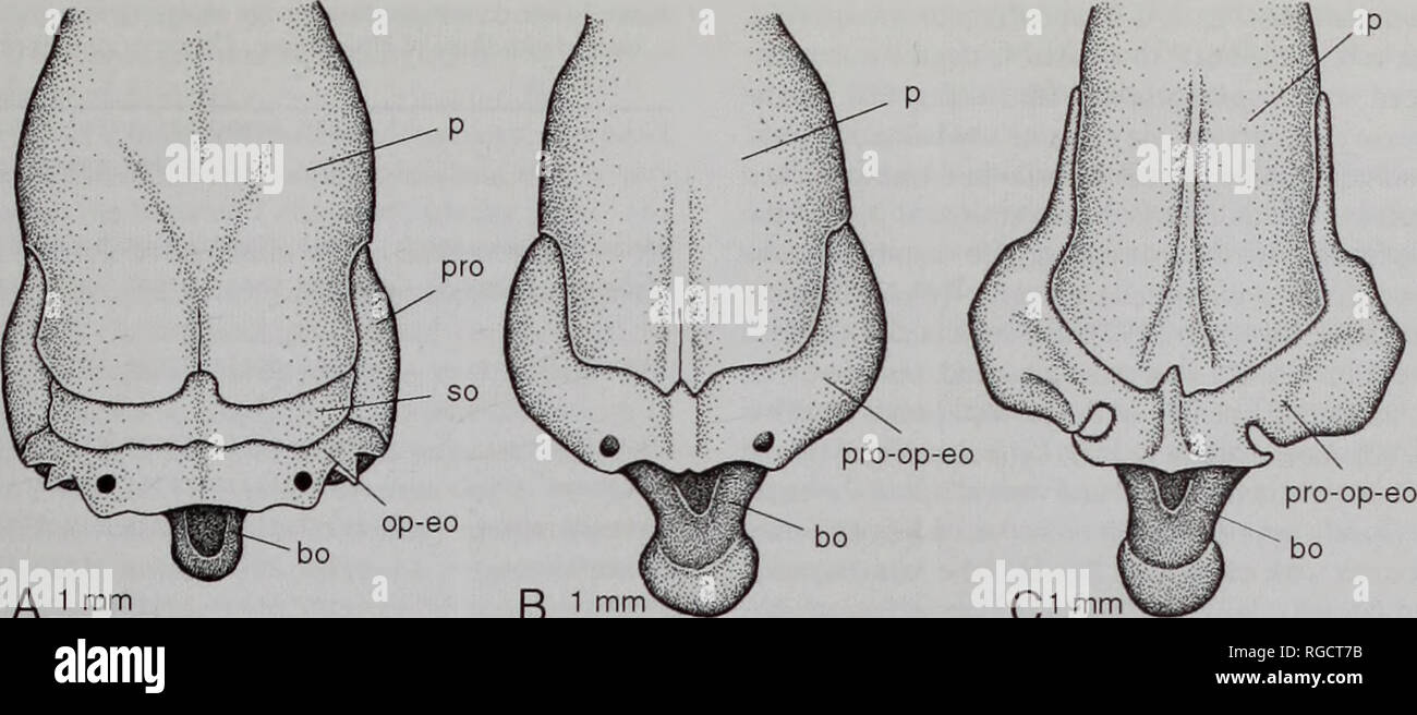 . Bulletin of the Natural History Museum Zoology. SKULL OF UROPELTINAE 127. A 1 rnm R 1 mm 01 mnV Fig. 5 A-C The otico-occipital region of uropeltine snakes in dorsal views. A, Melanophidium wynaudense (BMNH 1930.5.8.124): B, Uropeltis woodmansoni (BMNH 1930.5.8.73); C, Pseudotyphlopsphilippinus (BMNH 1978.1092). op-eo. Please note that these images are extracted from scanned page images that may have been digitally enhanced for readability - coloration and appearance of these illustrations may not perfectly resemble the original work.. Natural History Museum (London). Andover : Intercept Stock Photo