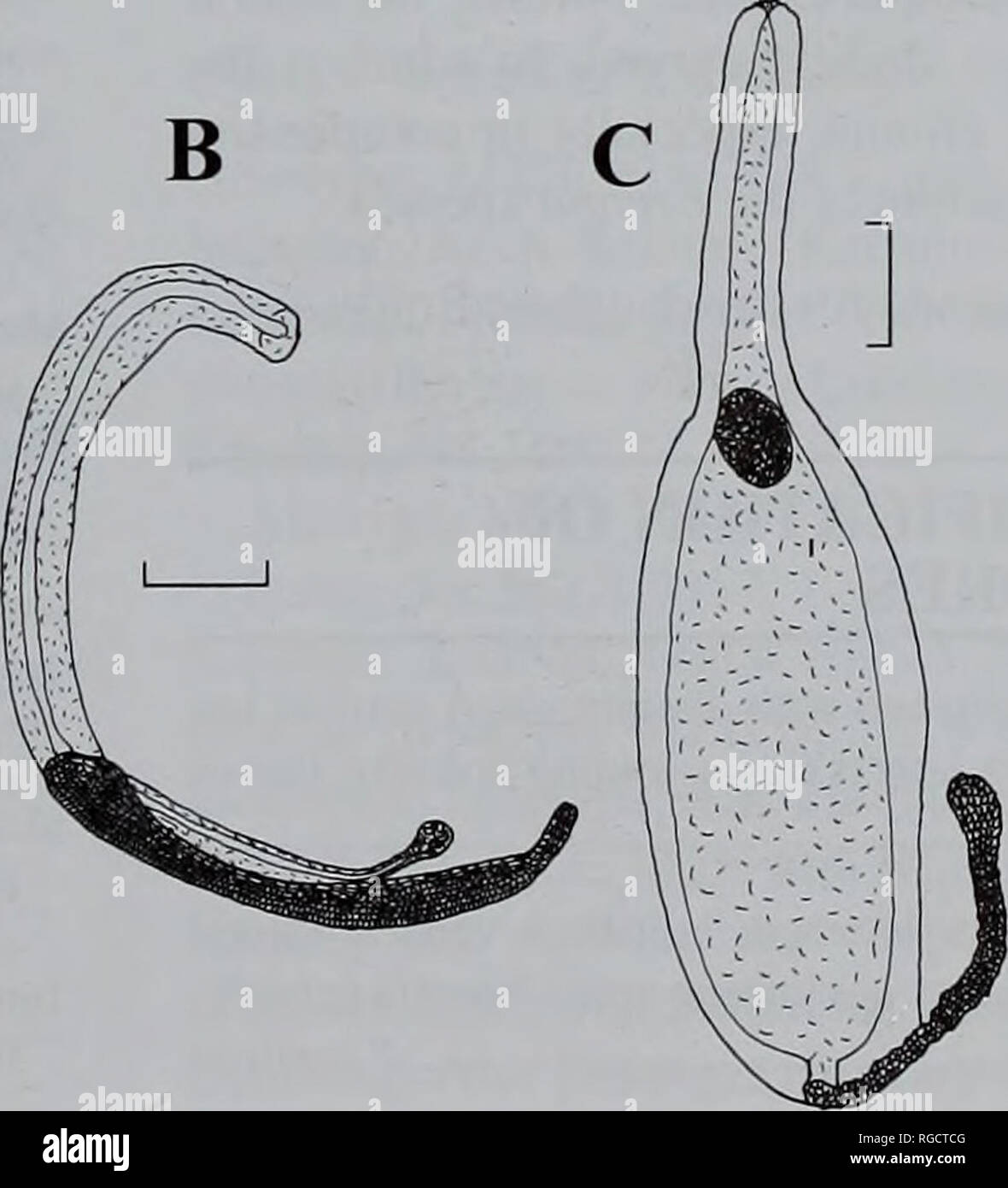 . Bulletin of the Natural History Museum (Zoology). Fig. 20 Parerenna emilyae. Bracts of A. the first and B. the second type. Scale 1 mm. and may disappear altogether; the nectosac then being T-shaped. There was a large muscle-free zone on the apical, adaxial part of its lower side. The pallial canal was quite long, extending from the base of the thrust block to beyond the point of origin of the pedicular canal. The long pedicular canal was inserted onto the nectosac either at the point of origin of the lateral radial canals, or slightly basal to it. On half of the fully developed nectophores  Stock Photo