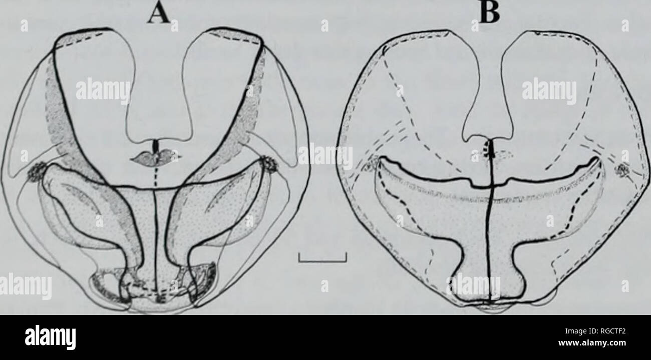 . Bulletin of the Natural History Museum (Zoology). Fig. 8 Erenna laciniata. A. upper and B, lower views of mature nectophore. Scale 5 mm. On each side there was a thickened flap that lay ventrally and was directed toward the mid-line. On smaller, younger nectophores i Fiy. 9) the thrust block consisted of two small protuberances sepa- rated by a U-shaped indentation. The main ridge system was well delineated, especially in the younger nectophores (Fig. 9). It consisted of pairs of infra- and apico- lateral ridges, which united close to the lateral apices of the axial wings; and a short pair o Stock Photo