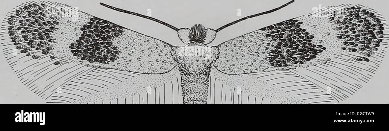 . Bulletin of the Natural History Museum Entomology. . vmmmmm 60 Figs 57-60 Neotropical Nepticulidae. 57, Acalyptris platygnathos 3 (Belize); 58, Acalyptris species 29140 9, left &amp; right sides (Belize); 59, Glaucolepis aerifica 6 (Peru); 60, Glaucolepis argentosa 3 (Belize).. Please note that these images are extracted from scanned page images that may have been digitally enhanced for readability - coloration and appearance of these illustrations may not perfectly resemble the original work.. Natural History Museum (London). Andover : Intercept Stock Photo