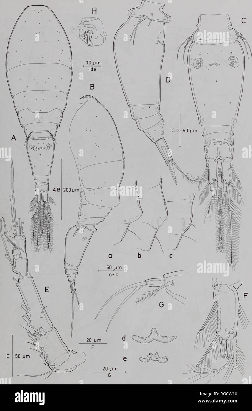 . Bulletin of the Natural History Museum Zoology. SEVEN SPECIES OF RED SEA ONCAEA 79. Fig. 29 Oncaea paraclevei sp. nov., female (Red Sea) (A) Habitus, dorsal; (B) same, lateral (appendages omitted) [a-c: different degrees of telescoping of somites, causing variation in conspicuousness of dorso-posterior projection on P2-bearing somite]; (C) urosome. dorsal, setae V and VI (right) not figured [d, e: variation in form of sclerotization between genital apertures]; (D) urosome. lateral; (E) antennule; (F) caudal ramus, dorsal; (G) P5; (H) P6.. Please note that these images are extracted from scan Stock Photo