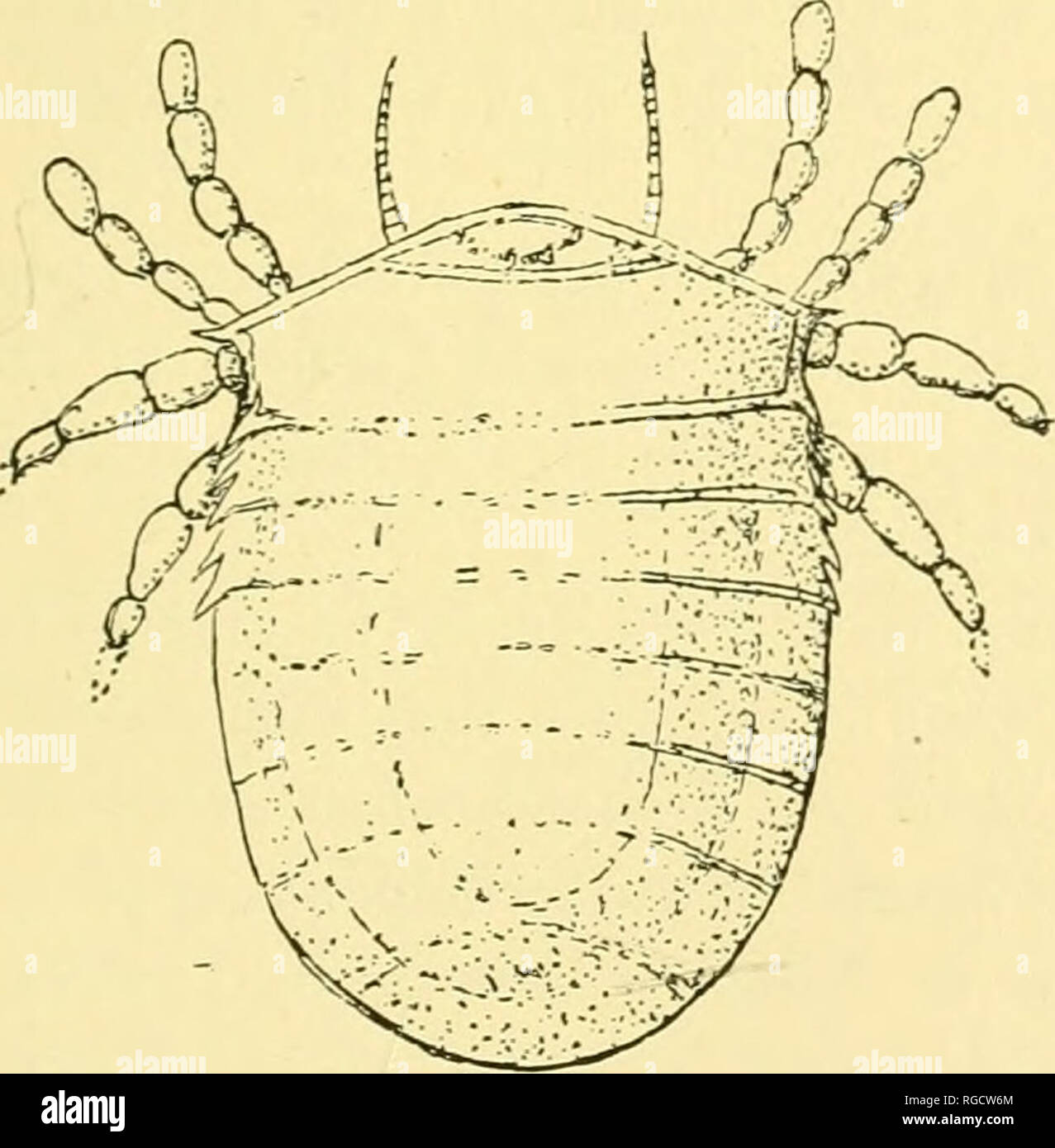. Bulletin of the Natural History Society of New Brunswick. DESCRIPTION ...