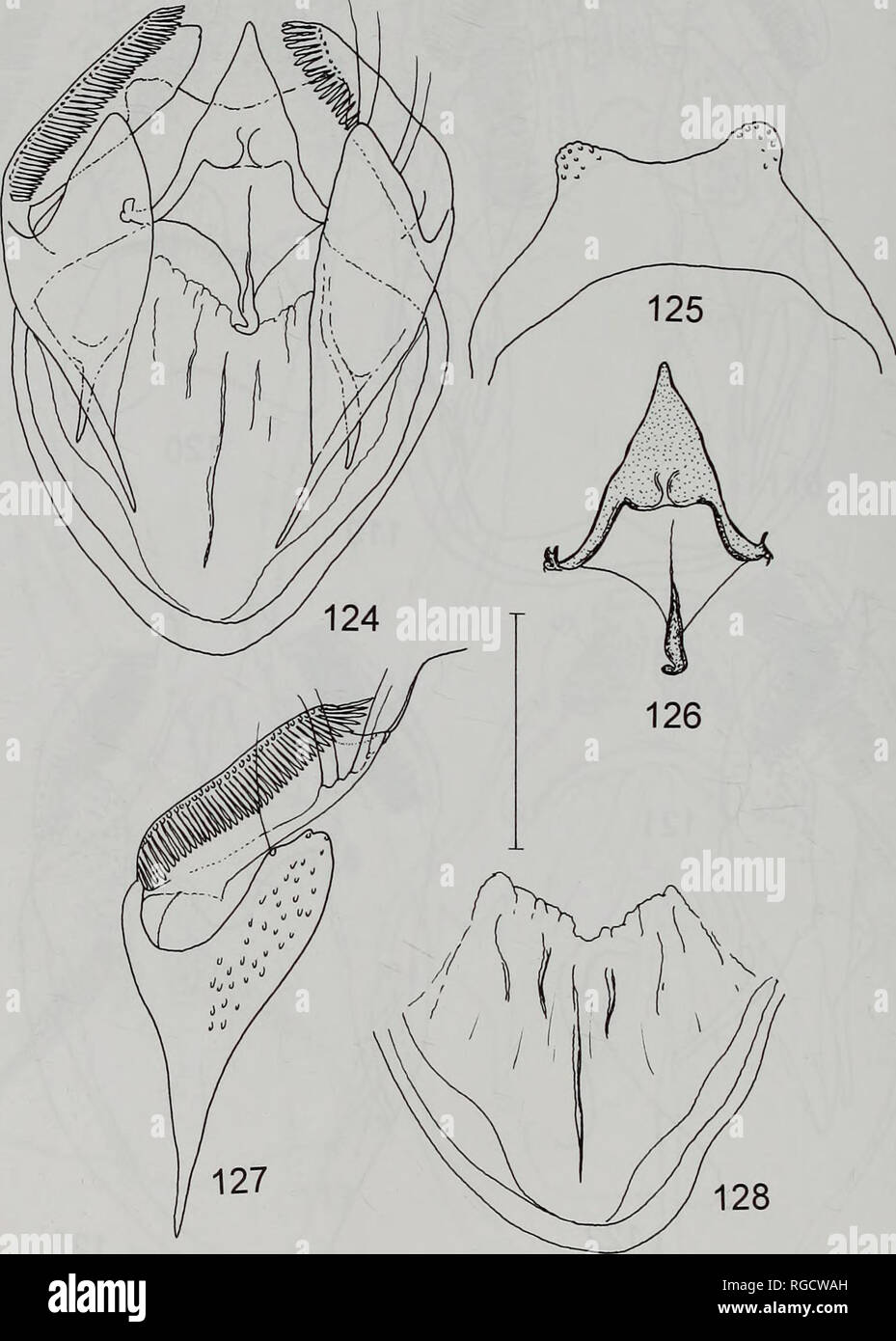 . Bulletin of the Natural History Museum Entomology. 70 R. PUPLESIS AND G.S. ROBINSON. Figs 124-128. Male genitalia of Pseudopostega saturella. 124, capsule, holotype, Indonesia: Sulawesi (28692 - BMNH); 125, uncus and tegumen of same specimen; 126, gnathos of same specimen; 127, valva, paratype, Indonesia: Sumba (Pupl. 001 - NNM); 128, juxta, holotype, Indonesia: Sulawesi (28692 - BMNH). Scale: 0.1 mm.. Please note that these images are extracted from scanned page images that may have been digitally enhanced for readability - coloration and appearance of these illustrations may not perfectly  Stock Photo