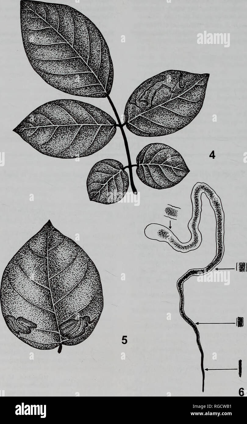 . Bulletin of the Natural History Museum Entomology. 60 R. PUPLESIS AND G.S. ROBINSON. Figs 4-6 Mines of Acalyptris species 29140 on Lonchocarpus lineatus Pittier (Leguminosae). 4, twig with two sinuous mines on one leaf; 5, leaf with two contorted mines; 6, gallery showing frass distribution.. Please note that these images are extracted from scanned page images that may have been digitally enhanced for readability - coloration and appearance of these illustrations may not perfectly resemble the original work.. Natural History Museum (London). Andover : Intercept Stock Photo
