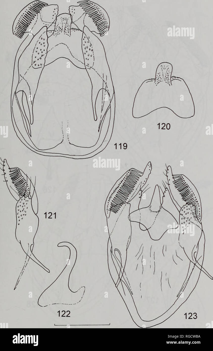 . Bulletin of the Natural History Museum Entomology. REVISION OF THE ORIENTAL OPOSTEGIDAE 69. Figs 119-123. Male genitalia of Pseadopostega species. 119, species 28623, Nepal (28623 - BMNH); 120, gnathos of same specimen; 121, velifera, valva, holotype, India (28620 - BMNH); 122, gnathos of same specimen, lateral view drawn in glycerin; 123, entire capsule of same specimen. Scale: 0.1 mm.. Please note that these images are extracted from scanned page images that may have been digitally enhanced for readability - coloration and appearance of these illustrations may not perfectly resemble the or Stock Photo
