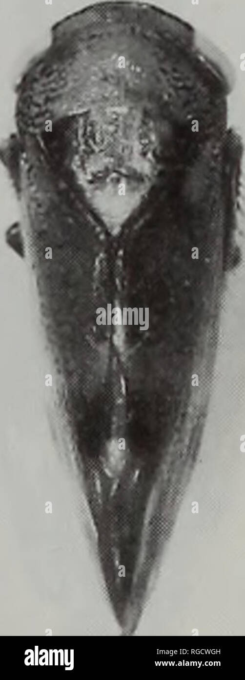 . Bulletin of the Natural History Museum Entomology. . 522 523 524 525 Figs 514-525 Drabescus species. 514, D. remotus (Philippines, Baguio, BMNH); 515,/). extensus (holotype); 516, D. politus (holotype); 517, D. kempi (India, Karnataka, UASB); 518, D. fuscorufous (holotype); 519,/). brunneus (para- type); 520, D. breviolus (?syntype); 521, D. piceus (allotype); 522, D. vitreus (lectotype); 523, D. sirunkensis (holotype); 524, D. nigrofacialis (lectotype); 525, D. angulatus (Nepal, BMNH).. Please note that these images are extracted from scanned page images that may have been digitally enhance Stock Photo