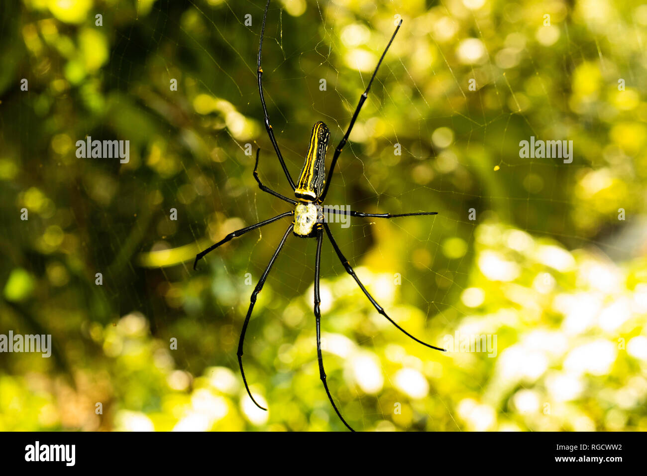 A close-up image of a big spider poised on its web, ready to trap insects, in the morning light. Stock Photo