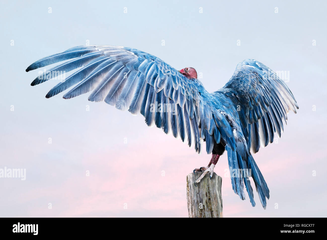 Back of turkey vulture with wings spread Stock Photo Alamy
