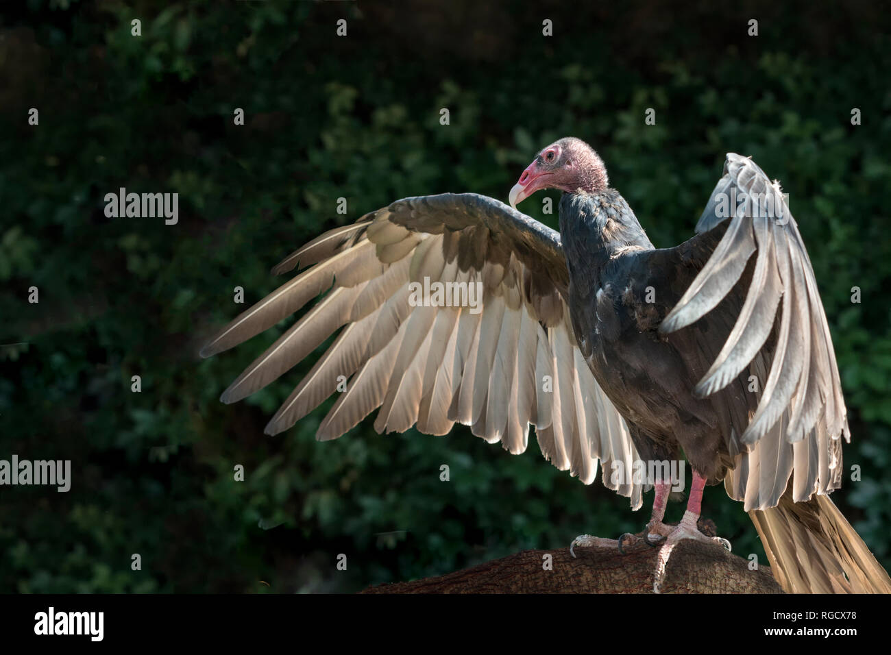 Turkey vulture with wings spread Stock Photo Alamy