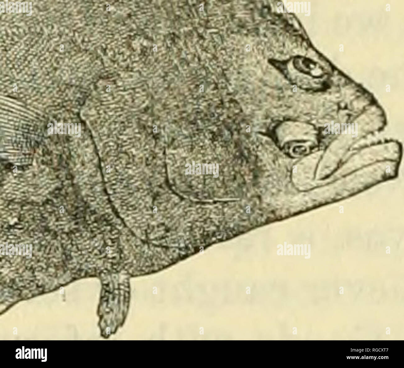 . Bulletin of the United States Fish Commission. Fisheries -- United States; Fish-culture -- United States. Fig. 238.—Halibut (.Hippoglossus hippoglossus) 165. Halibut (Hippoglossus hippoglossus Linnaeus) Jordan and Evermann, 1896-1900, p. 2611. Description.—This is not only the largest but one of the best characterized of flatfish, its most obvious diagnostic characters, apart from its size, being the facts that it lies on the left side;44 its mouth is large, gapes back to the eyes, and is armed with sharp curved teeth; its tail is emarginate, not rounded; its two ventral fins are alike; and  Stock Photo