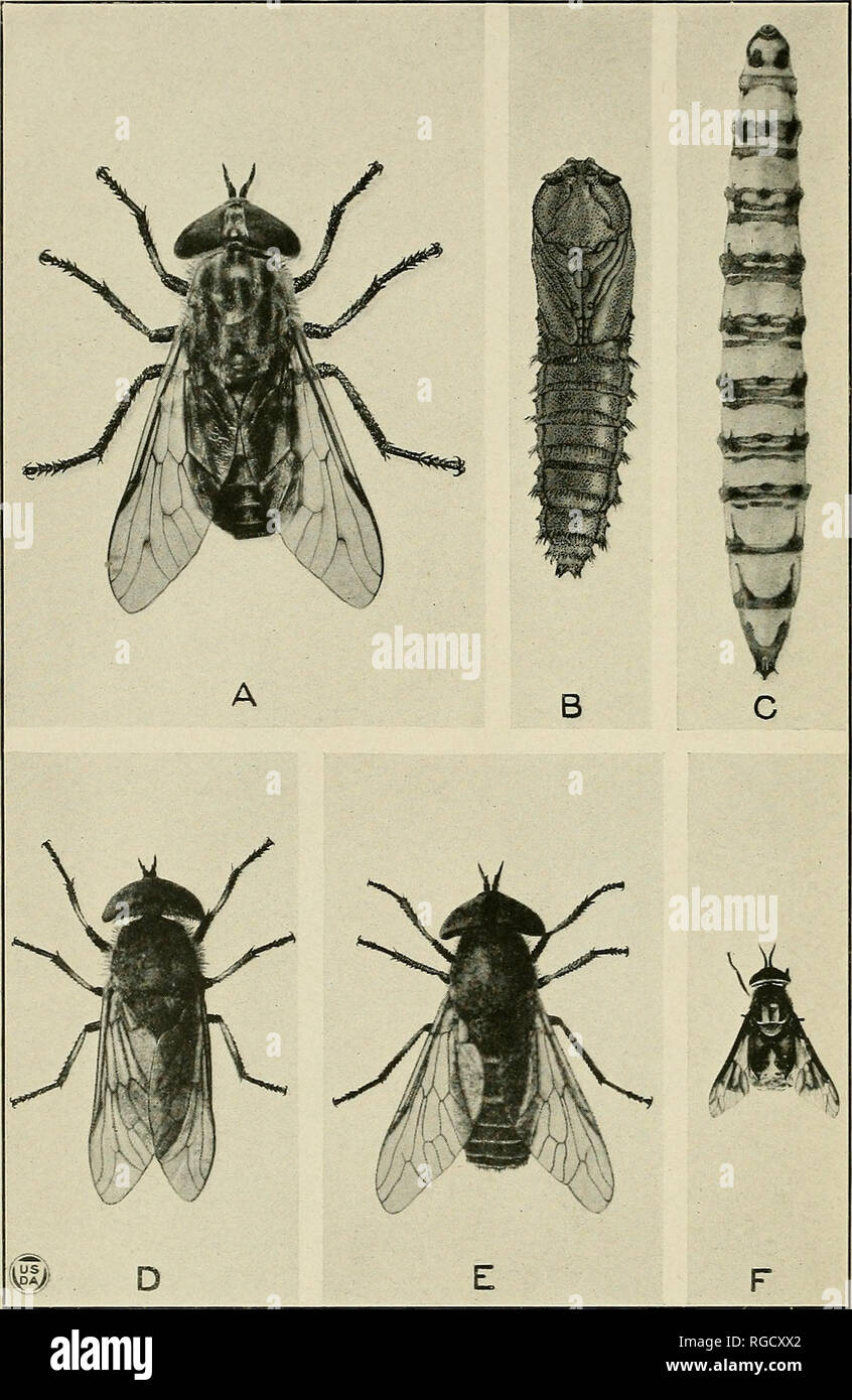 . Bulletin of the U.S. Department of Agriculture. Agriculture; Agriculture. Bui. 1218. U. S. Dept. of Agriculture. PLATE IV.. Tabanus monoensis n. sp., T. productus, and Chrysops coloradensis. A, Tabanus monoennis, adult female; B, pupa of same; C, larva of same; D, Tabanus productus adult male; E, adult female of same; F, Chrysops coloradensis, adult female.. Please note that these images are extracted from scanned page images that may have been digitally enhanced for readability - coloration and appearance of these illustrations may not perfectly resemble the original work.. United States. D Stock Photo