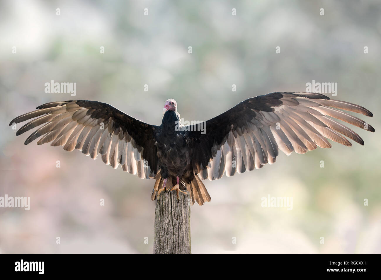 Turkey vulture with spread wings Stock Photo Alamy
