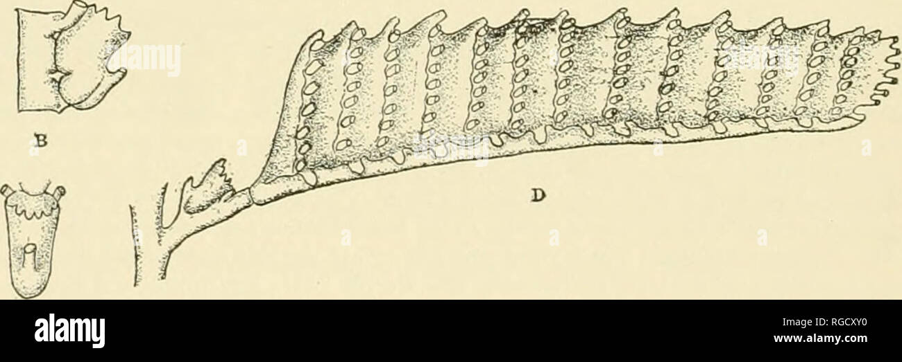 . Bulletin of the United States Fish Commission. Fisheries -- United States; Fish-culture -- United States. Fig. 43 -Aglaophenia minuta Fewkes. A. portion of hydrocladium; B, hydrotheca, side view, more highly magnified; C, hydro- theca, front view, more highly magnified; D, corbula. hydrotheca; supracalycine nematophores small, geniculate, not reaching so high as the margin of the hydrotheca; mesial nematophore short, with distal end free, the free portion being partially separated from the remainder by a deep constriction. Gonosome.—Corbulae large, borne on a modified hydrocladium, which is  Stock Photo