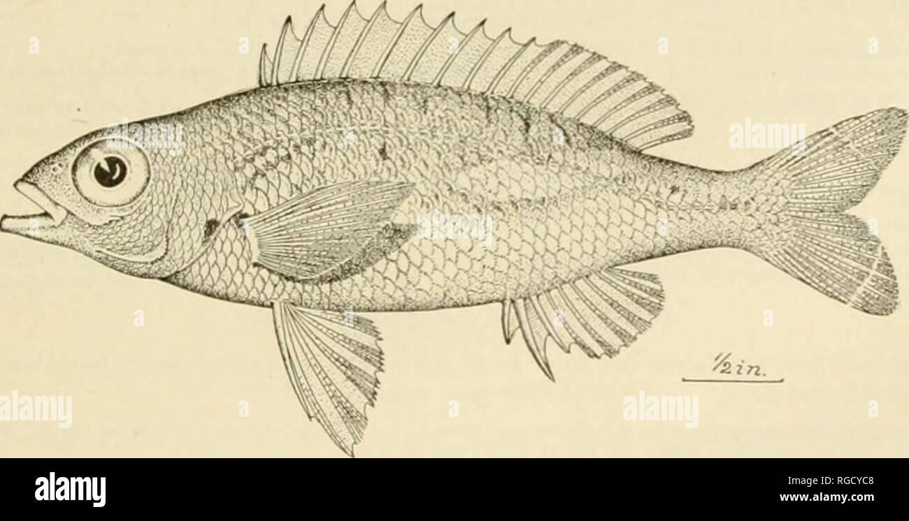 . Bulletin of the United States Fish Commission. Fisheries -- United States; Fish-culture -- United States. FISHES OF THE PHILIPPINE ISLANDS. 162. Scolopsis luzonia Jordan  Seale. 85 Thirteen specimens from Bacon (no. 3730 to 3733, 3403 to 3406, 3S29 to 3831, WO] and 4017: length 1 to 6 in.), and one from San Fabian (no. 3332). A prominent serrated ridge on maxillary. Scolopsis Iv onto Inrdan &amp; Seale, Bull. Bu. Fisheries, XXVI, 1006. Cavite, Luzon. (Collected by Dr. Lung; type, no. 9243, Stanford Univ.). 163. Scolopsis monogTammus (Kuhl &amp; Van Hasselt). One specimen from Bulan (no. 327 Stock Photo