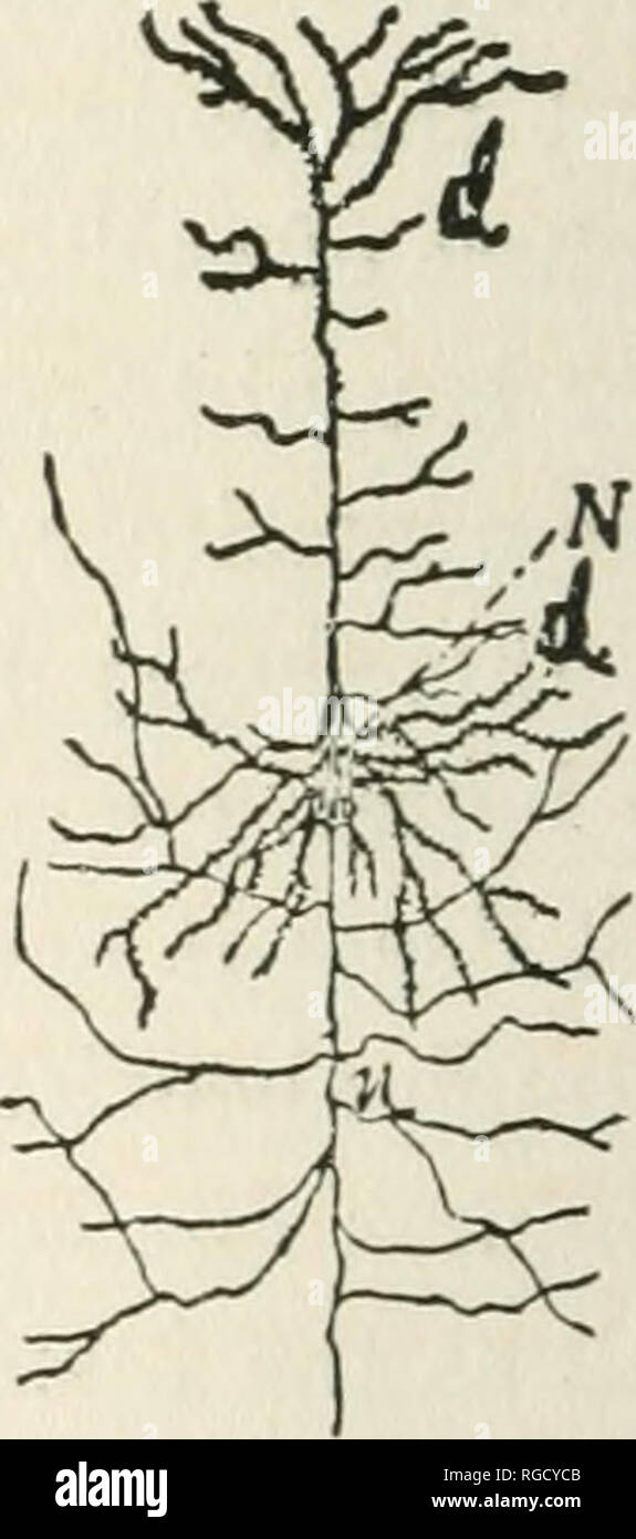. Bulletin of the University of Wisconsin. Science. Fig. 1. Fig. 2. Figs. 1 and 2.—Representations of typical nerve cells (Donaldson, Growth of the Brain, pp. 143 and 145) designed especially to show the elements concerned in the reception of stimuli, d; in the generation and storage of potential nervous force, N; and finally in the transmission of kinetic nerve energy, n. the expenditure of energy generated in the nuclei of neural cells. The architecture of the cell, in the absence of more suggestive experimental data, would of itself lead one to this 1For the opinions of investigators as Mos Stock Photo