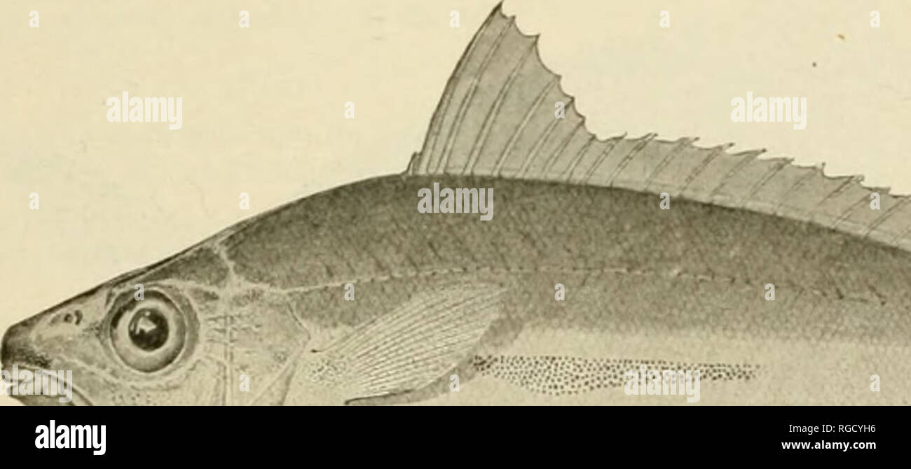 . Bulletin of the United States Fish Commission. Fisheries -- United States; Fish-culture -- United States. FISHES OF THK PHILIPPINE ISLANDS. 67 Family I-tJlTLID.-E. 75. Leiognathus virgatus Fowler. Two specimens from Bulan (no. 391(3: length 2.5 and 2.75 in.). Lt tognathua &gt; Irgatus Fowler, -lourn. Ac. Xat. Sci. Phila., 2d ser.. xii, 1904 (June 10), 515, pi- xv, fig. 4. Pedang, Sumatra. 76. Leiognathus dussuniieri (Cuvier &amp; Valenciennes Malaway. Two specimens from Sun Fabian i no. 3210 and 3212: length i&gt; and 6.2 in.). Head 3.2 in length: depth 1.9; eve 3.1 in head: snout 3.1; .-pin Stock Photo