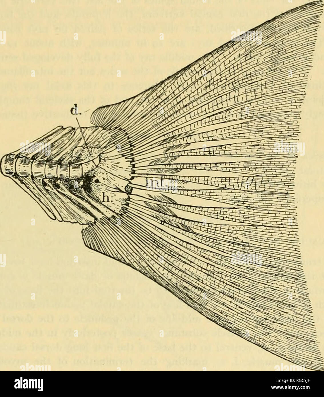 . Bulletin of the United States Fish Commission. Fisheries -- United States; Fish-culture -- United States. SKELETAL MUSCULATURE OP THE KING SALMON. 43 Lying on the dorsal surface of the three centra of the caudal group, and extending out over the bases of the neural spines is an irregularly fan-shaped bony plate, the Deck- knochen der Chorda of von Kolliker.&quot; This plate is coalesced into the dorsal surface of the second, and usually the third, centrum. It has a caudally projecting spine extend- ing in the direction of the axis of the third centrum. The hemal spines of the last three vert Stock Photo