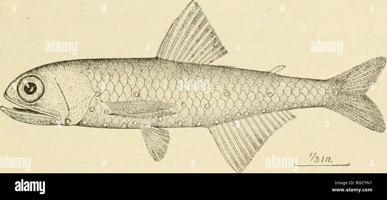. Bulletin of the United States Fish Commission. Fisheries -- United States; Fish-culture -- United States. FISHES OP THE PHILIPPINE ISLANDS. 55 15. Trachinocephalus myops (Forster). One .specimen from Bulan (no. 4129; length 8 in. I. i nyops Forster in Bloch &amp; Schneider, Syst. Iehth., 421, 1SIJI, St. Helena. Sauru myops, Gunther, Cat... v, 398. Trachinocephalus myops, Jordan &lt;fc Evermann, Bull. U. S. Fish Coram., xxm, 1903 (1905). 62, fig. 13 (Eilo and Honolulu). 16. Synodus varius (Lacepede). Two specimens from Bulan (no. 3670 and 3671; length 7 and 7.25 in.) and one from Bacon (no. 3 Stock Photo