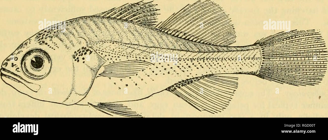 . Bulletin of the United States Fish Commission. Fisheries -- United States; Fish-culture -- United States. BAIRDIELLA CHRYSURA AND ANCHOVIA MITCHILU. 13 appearance of adult individuals. However, the depth of the body in the thoraxic region is relatively great and the head is relatively large and blunt. They are also somewhat lighter in color. Figure 24 illustrates a young fish 30 mm. in length. The fins are now fully differentiated and the entire surface of the body is covered with scales. However, the scales are still small and deeply embedded in the skin. They are, therefore, not .itÂ«s'&gt Stock Photo