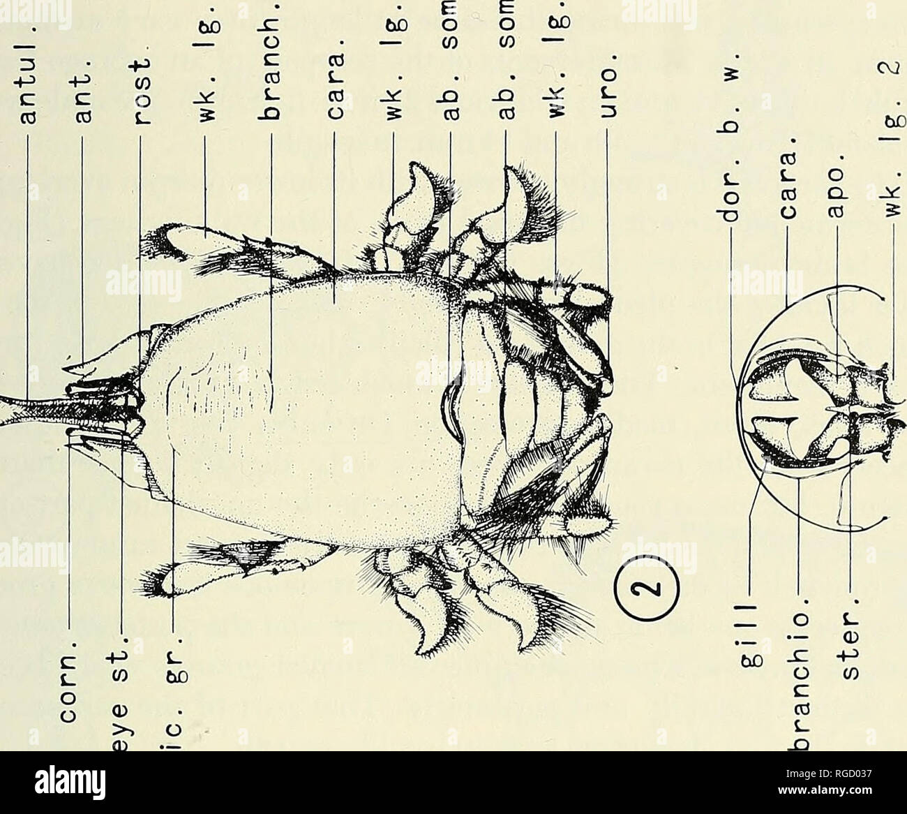 . Bulletin of the Southern California Academy of Sciences. Science; Natural history; Natural history. Functional morphology of Emerita analoga 49. © f- +J I- I  m 60 o o 0} &gt;-. CJ (D &gt; O. Please note that these images are extracted from scanned page images that may have been digitally enhanced for readability - coloration and appearance of these illustrations may not perfectly resemble the original work.. Southern California Academy of Sciences. Los Angeles, Calif. : The Academy Stock Photo