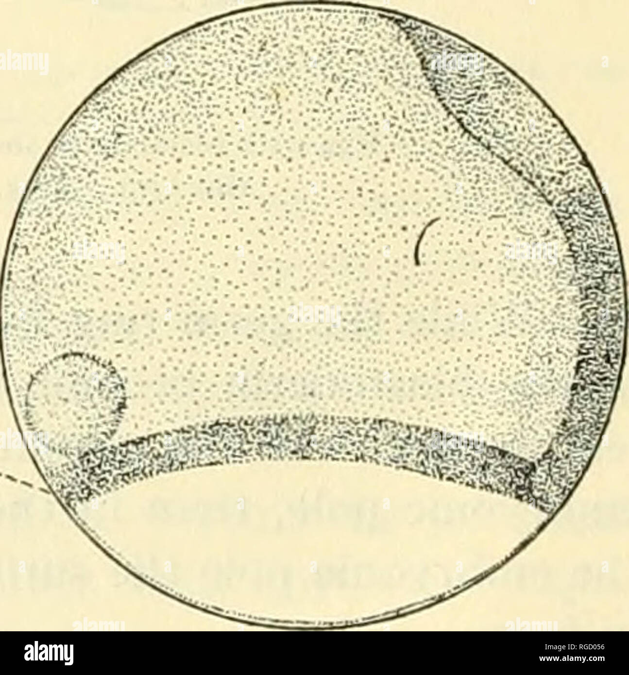 . Bulletin of the United States Fish Commission. Fisheries -- United States; Fish-culture -- United States. J&gt;P BAIRDIELLA CHRYSURA. Fig. 9.âEgg showing later stage in differentia- tion of embryonic shield; qt, gerro ring; es, embryonic shield. Fig. 10.âEgg showing embryonic shield (ci) with embrj'onic area (fa) outlined; tea, extra-embry- onic area; gr, germ ring; pp, posterior pole of blastoderm. outlined it is somewhat broader in the anterior or head region than in the posterior region. Observed in surface view (fig. 10) the embryonic area now has a more or less regular spatulate form. W Stock Photo