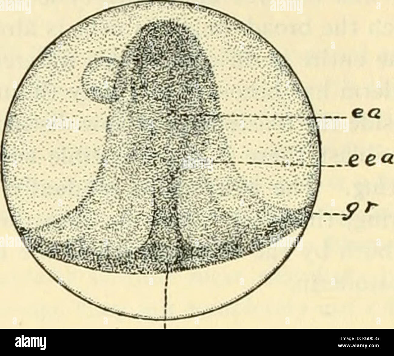 . Bulletin of the United States Fish Commission. Fisheries -- United States; Fish-culture -- United States. J&gt;P BAIRDIELLA CHRYSURA. Fig. 9.—Egg showing later stage in differentia- tion of embryonic shield; qt, gerro ring; es, embryonic shield. Fig. 10.—Egg showing embryonic shield (ci) with embrj'onic area (fa) outlined; tea, extra-embry- onic area; gr, germ ring; pp, posterior pole of blastoderm. outlined it is somewhat broader in the anterior or head region than in the posterior region. Observed in surface view (fig. 10) the embryonic area now has a more or less regular spatulate form. W Stock Photo