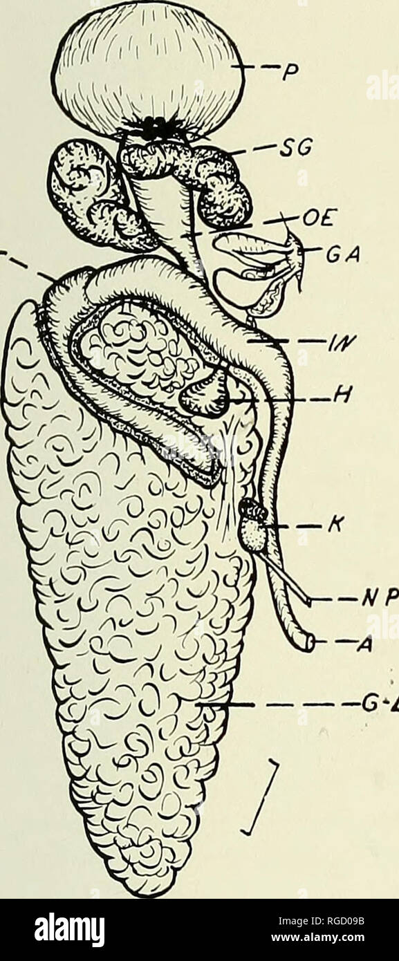 . Bulletin of the Southern California Academy of Sciences. Science; Natural history; Natural history. Bulletin, So. Calif. Academy of Sciences Vol. 54, Part 1, 1955 flattened and rounded nidamental (albumen) gland seems to be the glandular extension of the greatly convoluted hermaphroditic duct. Near the base of the nidamental gland the sperm duct passes anteriorly to the base of the sac-like sheath of the conical intromittent organ. The seminal receptacle is an elongated, pyri- form shaped organ extending mediad from the female portion of the genital aperture. -P£ sr. s* —NG. Please note that Stock Photo