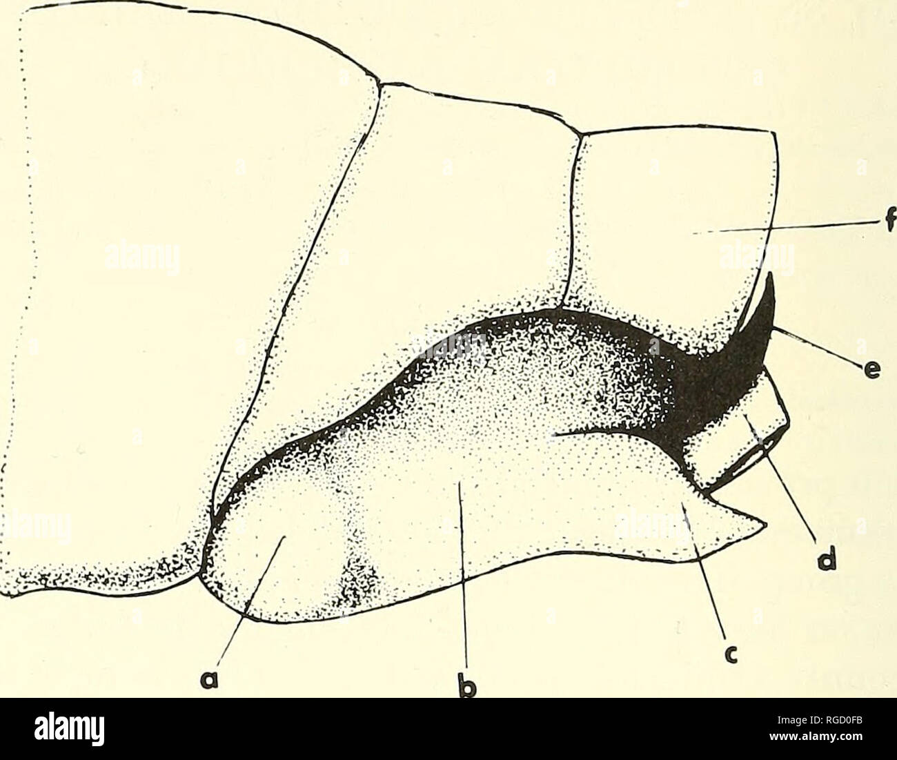 . Bulletin of the Southern California Academy of Sciences. Science; Natural history; Natural history. 202 Bulletin So. Calif. Academy Sciences / Vol. 6% Pt. 4, 1^64. Figure 1. Caudal portion of abdomen of male, viewed laterally, containing the genital chamber, (a) anterior bulbous swelling of harpogon; (b) harpogon; (c) posterio-ventral toe-like lobe; (d) aedeagus; (e) style; (f) epiproct. light brown color posteriorly. The harpogones (b) are somewhat foot-shaped, with a bulbous heel-like (a) anterior, and with the pos- terior projecting as a pointed toe-like process (c), occupying the us- ual Stock Photo