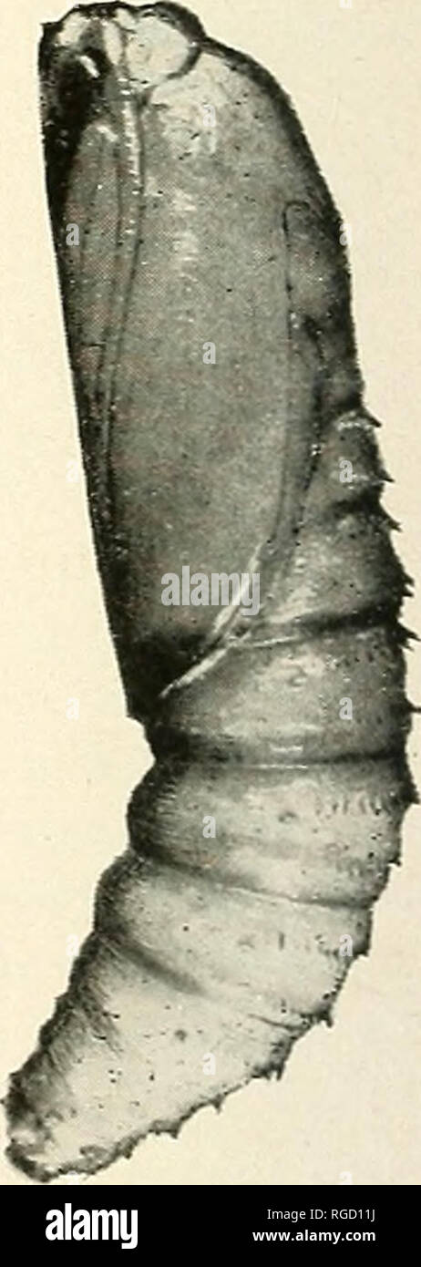 . Bulletin of the Southern California Academy of Sciences. Science; Natural history; Natural history. ' /' w. PLATE 12 Pupa of Eucosma liennei. enlarged X 5 54. Please note that these images are extracted from scanned page images that may have been digitally enhanced for readability - coloration and appearance of these illustrations may not perfectly resemble the original work.. Southern California Academy of Sciences. Los Angeles, Calif. : The Academy Stock Photo