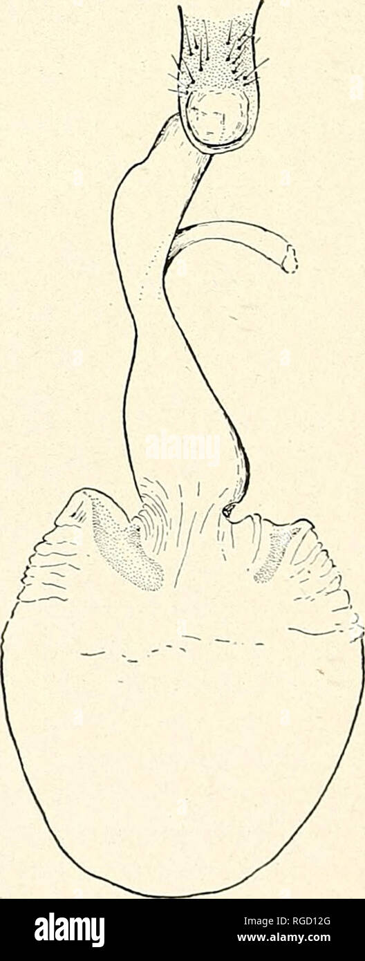 . Bulletin of the Southern California Academy of Sciences. Science; Natural history; Natural history. Eucosma hennei, male genitalia. Eucosma hennei, female genitalia PLATE 11 52. Please note that these images are extracted from scanned page images that may have been digitally enhanced for readability - coloration and appearance of these illustrations may not perfectly resemble the original work.. Southern California Academy of Sciences. Los Angeles, Calif. : The Academy Stock Photo