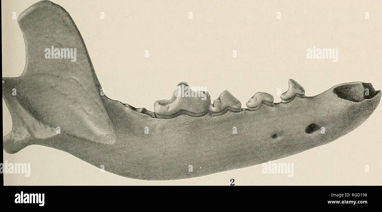 . Bulletin of the Southern California Academy of Sciences. Science; Natural history; Natural history. PLATE 10 Figures 1 and 2. Canis petrolei, n. sp. Mandible, No. V 5203, L. A. Mus. Coll.; superior and lateral views, x %. Rancho La Brea Pleistocene. Photograph by E. S. Cobb. 51. Please note that these images are extracted from scanned page images that may have been digitally enhanced for readability - coloration and appearance of these illustrations may not perfectly resemble the original work.. Southern California Academy of Sciences. Los Angeles, Calif. : The Academy Stock Photo