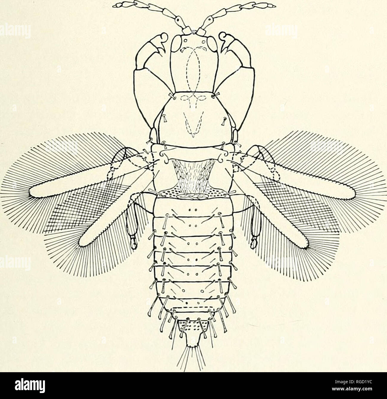 . Bulletin of the Southern California Academy of Sciences. Science; Natural history; Natural history. Prothorax longer than head, strong, with normal setae which are short and infundibuliform. Fore femora greatly enlarged, fore tibiae stout, each with a blunt, spine-bearing tubercle at tip within, fore tarsi stout, each armed with a strong tooth ; middle and hind legs short and stocky; wings clear, without sign of venation, without double fringe hairs. Abdomen heavy, lateral setae with widely dilated tips; segments 2 to 7 each with two pairs of sigmoid setae, the anterior in each case smaller  Stock Photo