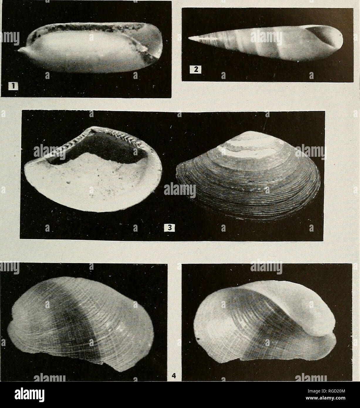 . Bulletin of the Southern California Academy of Sciences. Science; Natural history; Natural history. Buix. So. Cal. Ac. Sci. 43 (2) 1944 AViLLETT. MOLLUSKS. PLATE 14 1. Volvulella tenuissima Willett, type, X 10. 2. Melanella rosa Willett, type, X 4. 3. Nuculana iurchi Willett, type, X 3%. 4. Pliiline californica Willett, tjMoe, X TV^. 78. Please note that these images are extracted from scanned page images that may have been digitally enhanced for readability - coloration and appearance of these illustrations may not perfectly resemble the original work.. Southern California Academy of Scienc Stock Photo