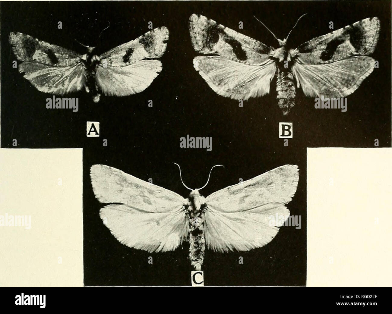 . Bulletin of the Southern California Academy of Sciences. Science; Natural history; Natural history. PLATE 22 Fig. A Holotype d, Carolella busckana Comst. Superior aspect, enlarged x 2. Fig. B. Allotype ?, C busckana Comst. Superior aspect, en- larged X 2. Fig. C. Allotype ?, C. busckana ioillettana Comst. Superior aspect, enlarged x 2. Photo by Cobb. Fringes, speckled black and white, the margins nearly black. Secondaries, superior surface, uniformly mottled or pebbled light brown and white, the brown irrorations suggesting the pat- tern of a netting. Fringes predominantly white. Inferior su Stock Photo