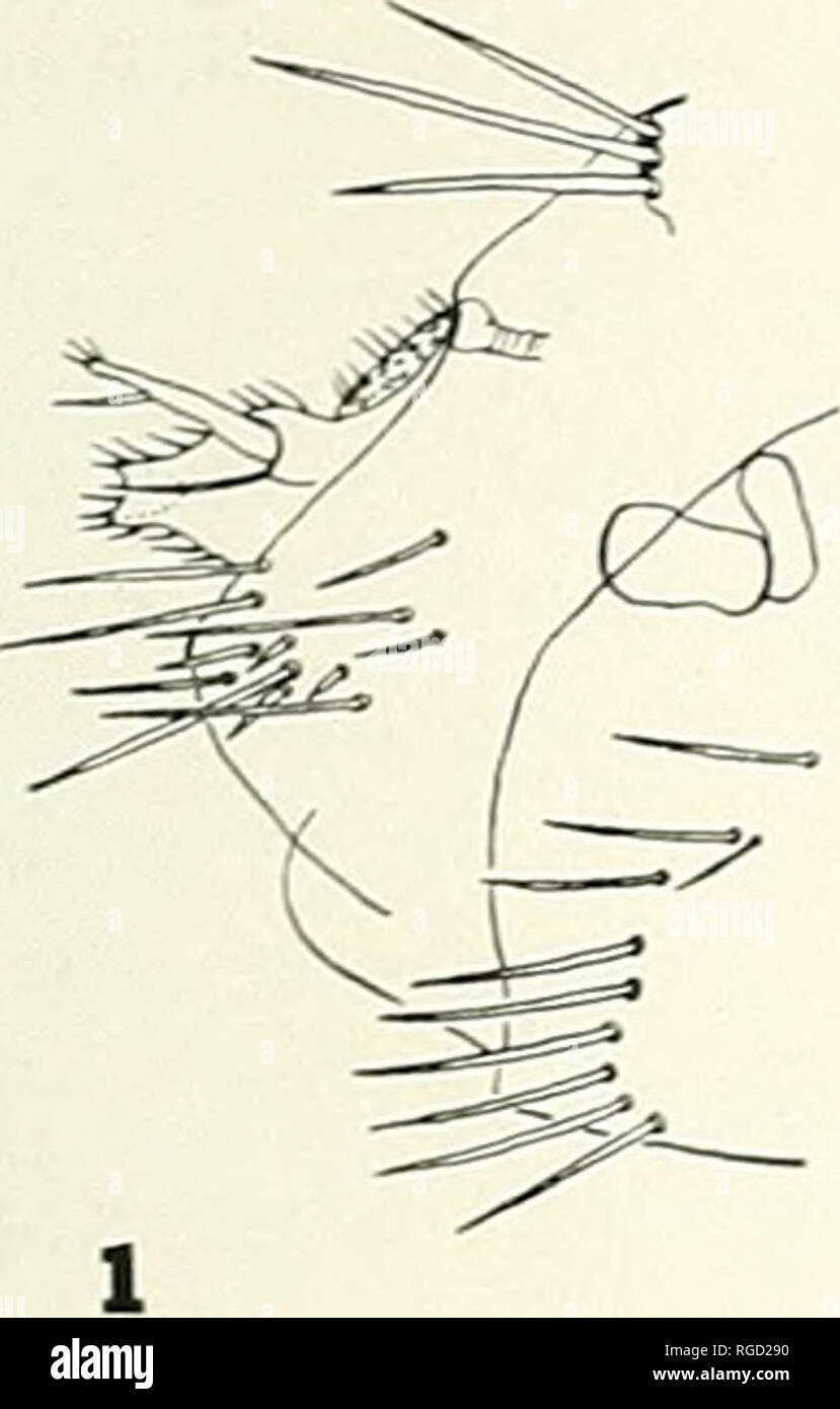 . Bulletin of the Southern California Academy of Sciences. Science; Natural history; Natural history. Thorax. Abdomex, and Legs: Pronotal ctenidium as in female; first abdominal tergite with eight small teeth; three ante- pygidial bristles, the middle two-thirds longer than the sub- equal outer and inner; eighth tergite reduced; clasper large, roughly triangular, with one long seta midway along its upper, straight edge, the base of the finger cutting short its posterior angle; finger thumb-like, slender, with two small spiniforms on its upper posterior angle; sternite IX conspicuous, cleaver-s Stock Photo