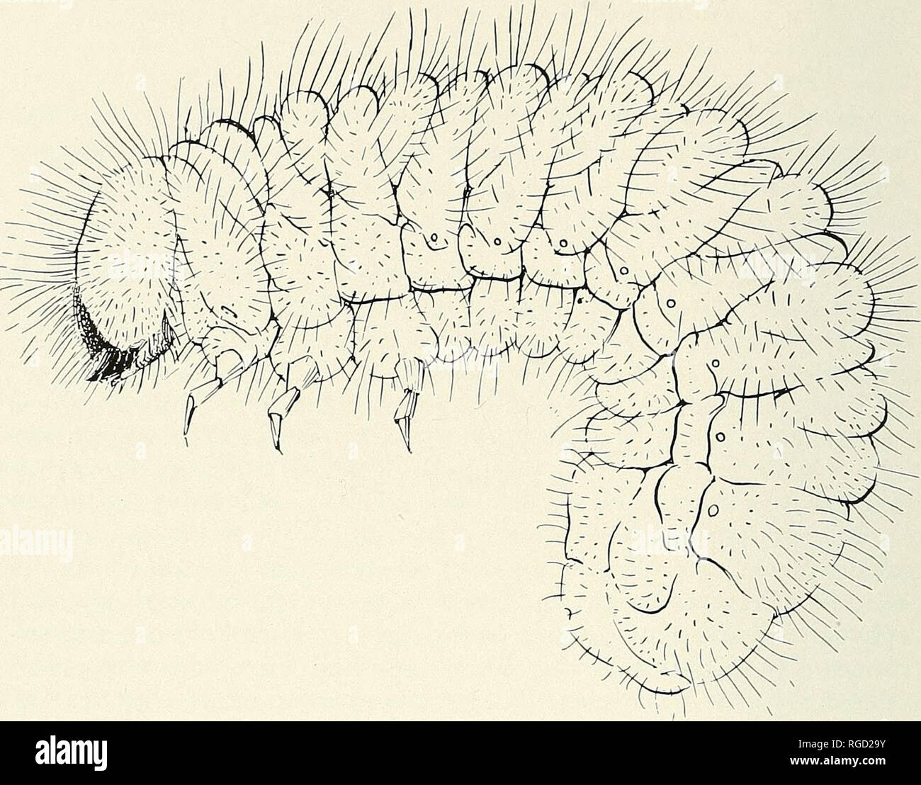 . Bulletin of the Southern California Academy of Sciences. Science; Natural history; Natural history. PLATE 12 Larva of Ptinus californicus Pic. x 18. prefer to nest in old burrows or natural crevices and rarely dig their own tunnels. They are, however, much smaller than lig- naria and in order to fill the old burrows which they appropriate it is necessary to build groups of cells. These cells are complete, although adjacent cells may share a common wall. Unlike lig- naria the nest cavity itself is not clased by mud plugs. The aver- age size of the cells of exilis is 4 x 8 mm. Anthophora edzva Stock Photo