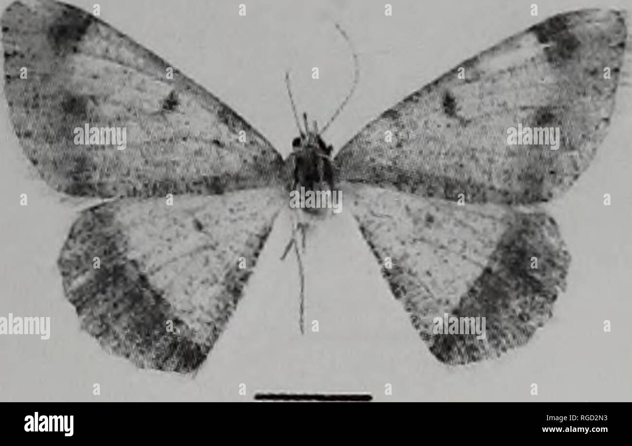 . Bulletin of the Natural History Museum Entomology. 140 141. ..v* i 142 143 Figs 136-143. Adults. 136, 137, Isturgia arizela (Fletcher); 138, 139, /. quadriplaga (Rothschild); 140, /. inaequivirgaria (Mabille); 141-143, /. pkilbyi (Wiltshire). Scale-bar = 5 mm.. Please note that these images are extracted from scanned page images that may have been digitally enhanced for readability - coloration and appearance of these illustrations may not perfectly resemble the original work.. Natural History Museum (London). Andover : Intercept Stock Photo