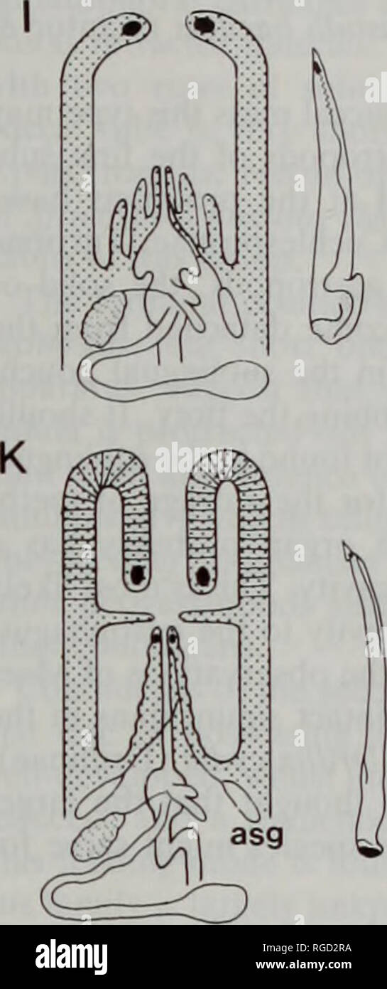 . Bulletin of the Natural History Museum Zoology. Fig. 25 Diagram (with Fig. 26) summarizing some of the major types of foregut morphology found amongst the Conoidea, with radulae, where present, illustrated alongside. Not to scale. A. Clavus unizonalis; B. Clionella sinuata; C. Turricula nelliae spurius; D. Mangelia nebula; E. Ophiodermella biennis; F. Daphnella reeveana. Abbreviations: asg, accessory salivary glands; sg, salivary glands; rs, radular sac; vg, venom gland; black dots are sphincters. radular sac is located far behind the base of the proboscis. Therefore, it is doubtful that the Stock Photo