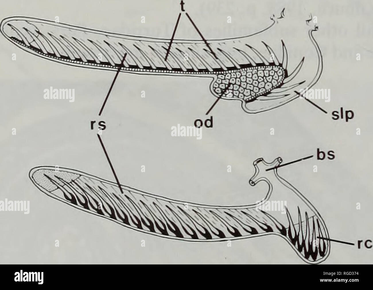. Bulletin of the Natural History Museum Zoology. Fig. 14 Funa