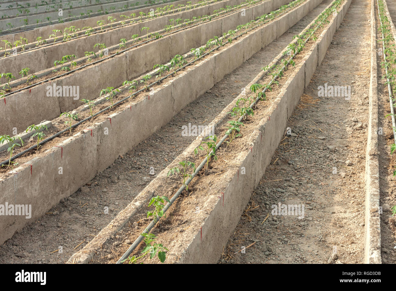 Rows of young tomato plants in a greenhouse. Agriculture concept