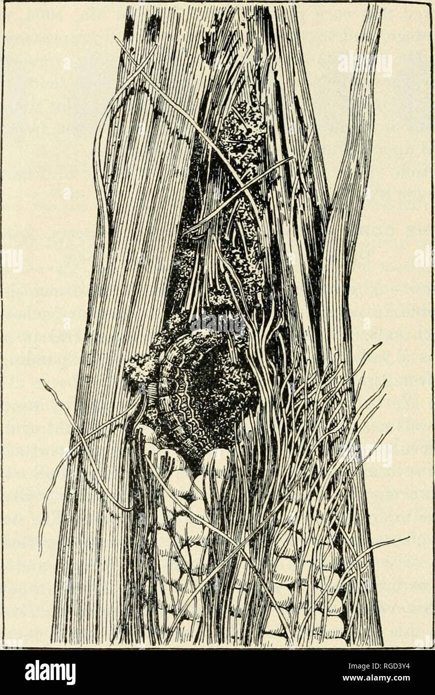 . The Bulletin of the North Carolina Department of Agriculture. Agriculture -- North Carolina. 46 The Bulletiiv.. Fig. 15.—The Corn Ear-worm, showing the destructive larva at work in ear of corn. (After Quaintance, Bureau Ent., U. S. Dept. Agr.) Life-history and Habits.^—The winter is passed in the pupa stage, under the surface of the ground. The adult moths come out in spring or early summer and, being very active fliers, wander Avhither they will in search of nectar-bearing flowers or suitable plants upon which to place the eggs. When corn is the object of attack the eggs are laid on the sil Stock Photo