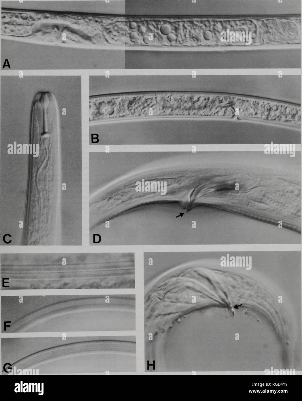. Bulletin of the Natural History Museum Zoology. FRESHWATER NEMATODES FROM LOCH NESS 23. Fig. 36 A, Lelenchus sp. female, posterior region of reproductive system. B, Lelenchus leptosoma (de Man, 1880) female, posterior region of reproductive system. C. Tylenchinae sp. female, head region. D, Tylenchus rex Andrassy 1979 male, spicular region showing spicate projection, arrowed. E-G, Eucephalobus oxyuroides (de Man. 1876). E, female 1, lateral field showing three lines. F, G, female 2, lateral field showing variation in number of lines depending on fine focus using light microscopy. H. Diplogas Stock Photo