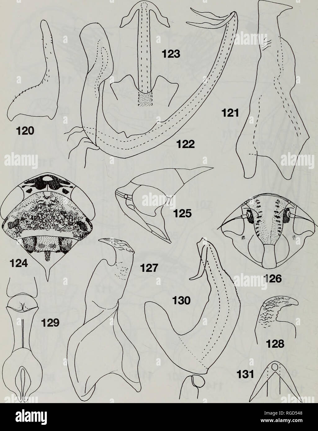 . Bulletin of the Natural History Museum Entomology. C.A. VIRAKTAMATH. Figs 120-131. Carvaka spp. 120-123, Carvaka confusa: 120, subgenital plate; 121, style; 122, aedeagus lateral view; 123, aedeagal shaft and part of dorsal apodeme, cephalic view. 124-131, Carvaka synavei: 124, head and thorax; 125, same, profile; 126, face; 127, style; 128, apophysis of style; 129, connective and interconnecting sclerite; 130, intermediate sclerite and aedeagus, lateral view; 131, apex of aedeagal shaft, dorsal view.. Please note that these images are extracted from scanned page images that may have been di Stock Photo