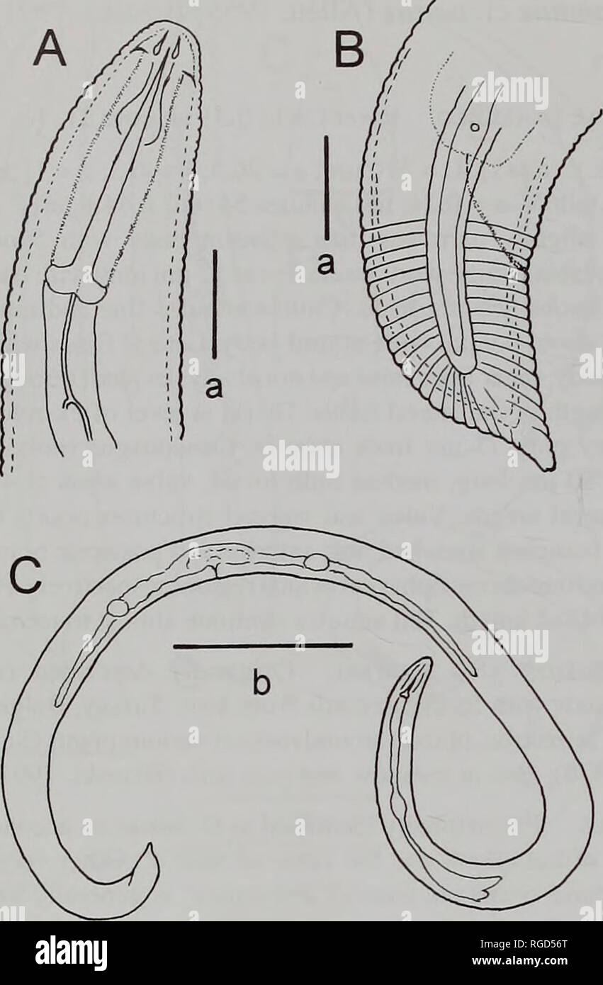 Bulletin Of The Natural History Museum Zoology 16 F R Wanless And R Hunter Fig 22 Helicotylenchuspseudorobustus Steiner 1914 A C Female A Anterior Region B Tail C Habitus Scale Bars A Bulletin Of The Natural History Museum Zoology 16 F R Wanless And R Hunter Fig 22 Helicotylenchuspseudorobustus Steiner 1914 A C Female A Anterior Region B Tail C Habitus Scale Bars A