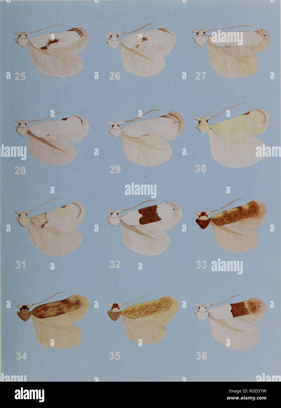 . Bulletin of the Natural History Museum Entomology. . Figs 25-36. Pseudopostega species. 25, macliaerias (Sri Lanka); 26, maclwerias (Thailand); 27, epactaea; 28, frigida; 29, similanris; 30, myxodes (India); 31, myxodes (Indonesia: Timor); 32, species 28623; 33, velifera; 34, nepalensis; 35, sumbae; 36, saturella.. Please note that these images are extracted from scanned page images that may have been digitally enhanced for readability - coloration and appearance of these illustrations may not perfectly resemble the original work.. Natural History Museum (London). Andover : Intercept Stock Photo